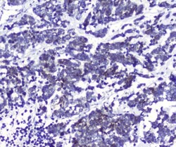 Invitrogen DCK Polyclonal Antibody 100 &mu;g; Unconjugated:Antibodies,