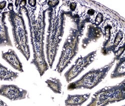 Invitrogen DCK Polyclonal Antibody 100 &mu;g; Unconjugated:Antibodies,