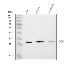 Invitrogen DCK Polyclonal Antibody 100 &mu;g; Unconjugated:Antibodies,