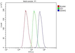 Invitrogen DDAH2 Polyclonal Antibody 100 &mu;g; Unconjugated:Antibodies,
