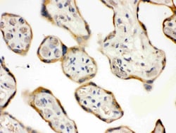 Invitrogen DDAH2 Polyclonal Antibody 100 &mu;g; Unconjugated:Antibodies,