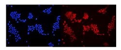 Invitrogen DDB1 Polyclonal Antibody 100 &mu;g; Unconjugated:Antibodies,