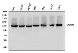 Invitrogen DDB1 Polyclonal Antibody 100 &mu;g; Unconjugated:Antibodies,