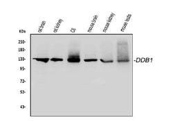 Invitrogen DDB1 Polyclonal Antibody 100 &mu;g; Unconjugated:Antibodies,