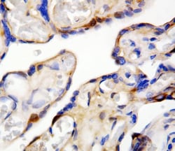 Invitrogen DDT Polyclonal Antibody 100 &mu;g; Unconjugated:Antibodies,