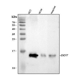 Invitrogen DDT Polyclonal Antibody 100 &mu;g; Unconjugated:Antibodies,
