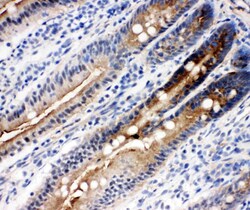 Invitrogen DDX4 Polyclonal Antibody 100 &mu;g; Unconjugated:Antibodies,