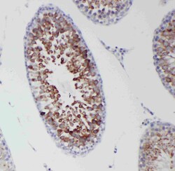 Invitrogen DDX4 Polyclonal Antibody 100 &mu;g; Unconjugated:Antibodies,