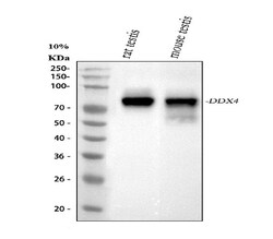 Invitrogen DDX4 Polyclonal Antibody 100 &mu;g; Unconjugated:Antibodies,