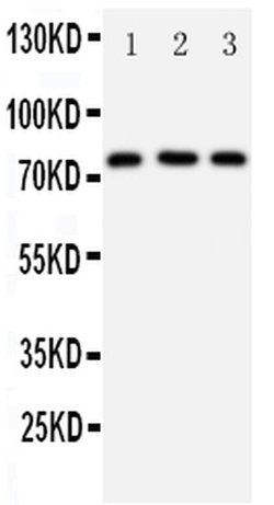 Invitrogen DDX4 Polyclonal Antibody 100 &mu;g; Unconjugated:Antibodies,