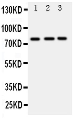 Invitrogen DDX4 Polyclonal Antibody 100 &mu;g; Unconjugated:Antibodies,