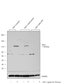 Invitrogen RIG-I Polyclonal Antibody 100 &mu;g; Unconjugated:Antibodies,