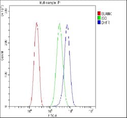 Invitrogen DHFR Polyclonal Antibody 100 &mu;g; Unconjugated:Antibodies,