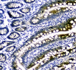Invitrogen DHFR Polyclonal Antibody 100 &mu;g; Unconjugated:Antibodies,