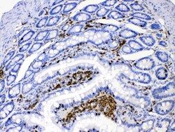 Invitrogen DHODH Polyclonal Antibody 100 &mu;g; Unconjugated:Antibodies,