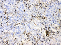 Invitrogen DHODH Polyclonal Antibody 100 &mu;g; Unconjugated:Antibodies,