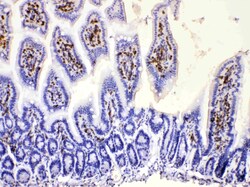 Invitrogen DHODH Polyclonal Antibody 100 &mu;g; Unconjugated:Antibodies,