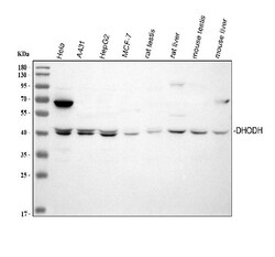 Invitrogen DHODH Polyclonal Antibody 100 &mu;g; Unconjugated:Antibodies,