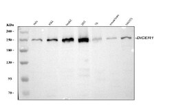 Invitrogen Dicer Polyclonal Antibody 100 &mu;g; Unconjugated:Antibodies,