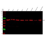 Thumbnail_Invitrogen DLD Polyclonal Antibody 100 &mu;g; Unconjugated:Antibodies,