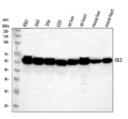 Invitrogen DLD Polyclonal Antibody 100 &mu;g; Unconjugated:Antibodies,