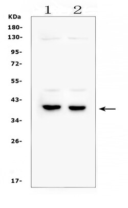 Invitrogen DMRT1 Polyclonal Antibody 100 &mu;g; Unconjugated:Antibodies,