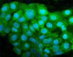 Invitrogen HDJ2 Polyclonal Antibody 100 &mu;g; Unconjugated:Antibodies,