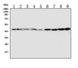 Invitrogen HDJ2 Polyclonal Antibody 100 &mu;g; Unconjugated:Antibodies,