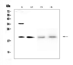 Invitrogen DPT Polyclonal Antibody 100 &mu;g; Unconjugated:Antibodies,