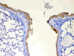 Invitrogen DYNLT1 Polyclonal Antibody 100 &mu;g; Unconjugated:Antibodies,