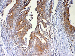 Invitrogen DYNLT1 Polyclonal Antibody 100 &mu;g; Unconjugated:Antibodies,