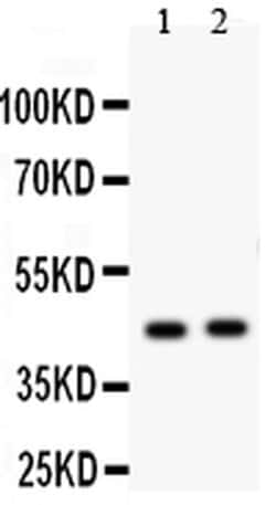 Invitrogen E2F4 Polyclonal Antibody 100 &mu;g; Unconjugated:Antibodies,