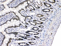 Invitrogen E2F4 Polyclonal Antibody 100 &mu;g; Unconjugated:Antibodies,