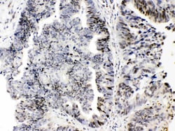 Invitrogen E2F4 Polyclonal Antibody 100 &mu;g; Unconjugated:Antibodies,