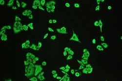 DCI Polyclonal Antibody:Antibodies, Polyclonal
