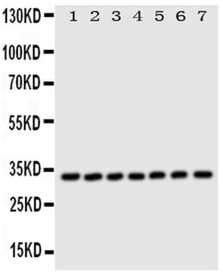 DCI Polyclonal Antibody:Antibodies, Polyclonal