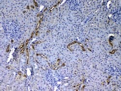 Invitrogen EGF Polyclonal Antibody 100 &mu;g; Unconjugated:Antibodies,