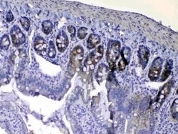 Invitrogen EGF Polyclonal Antibody 100 &mu;g; Unconjugated:Antibodies,