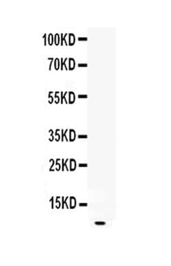 Invitrogen EGF Polyclonal Antibody 100 &mu;g; Unconjugated:Antibodies,