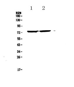 Invitrogen EGR1 Polyclonal Antibody 100 &mu;g; Unconjugated:Antibodies,