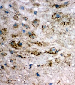 Invitrogen eIF6 Polyclonal Antibody 100 &mu;g; Unconjugated:Antibodies,