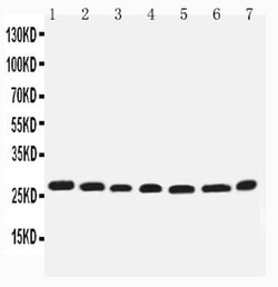 Invitrogen eIF6 Polyclonal Antibody 100 &mu;g; Unconjugated:Antibodies,