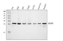 Invitrogen eIF6 Polyclonal Antibody 100 &mu;g; Unconjugated:Antibodies,