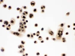 Invitrogen eIF6 Polyclonal Antibody 100 &mu;g; Unconjugated:Antibodies,