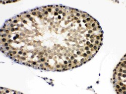 Invitrogen eIF6 Polyclonal Antibody 100 &mu;g; Unconjugated:Antibodies,