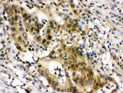 Invitrogen eIF6 Polyclonal Antibody 100 &mu;g; Unconjugated:Antibodies,