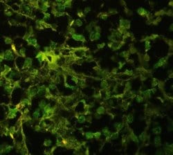 Invitrogen HuD Polyclonal Antibody 100 &mu;g; Unconjugated:Antibodies,