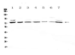 Invitrogen ELF1 Polyclonal Antibody 100 &mu;g; Unconjugated:Antibodies,