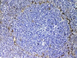 Invitrogen CD105 (Endoglin) Polyclonal Antibody 100 &mu;g; Unconjugated:Antibodies,