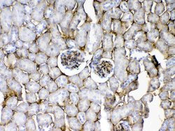 Invitrogen CD105 (Endoglin) Polyclonal Antibody 100 &mu;g; Unconjugated:Antibodies,